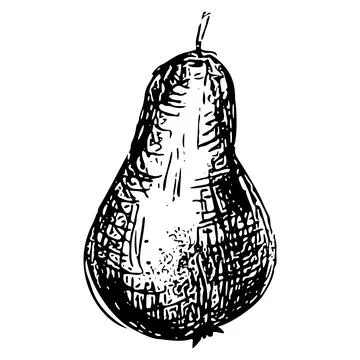Hand Drawn Pear Sketch. Vector Element In doodle Scribble Style. Stock Illustration