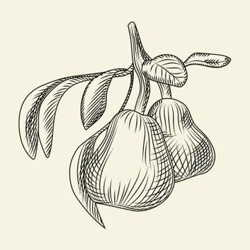 Hand drawn pear vector illustration. Engraving vintage style. Stock Illustration