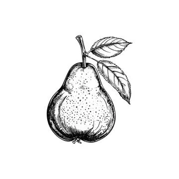 Hand-drawn Pear. Vector illustration design. Stock Illustration