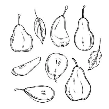 Hand drawn pears. Vector  illustration. Stock Illustration