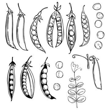 Hand drawn peas. Vector sketch  illustration. Stock Illustration