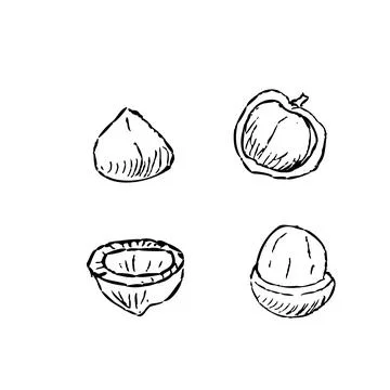 Hand drawn peeled nuts of Macadamia or Hazelnut Stock Illustration