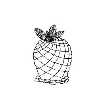 Hand drawn pelecyphora pseudopectinata, liner vector illustration on white Stock-Illustration