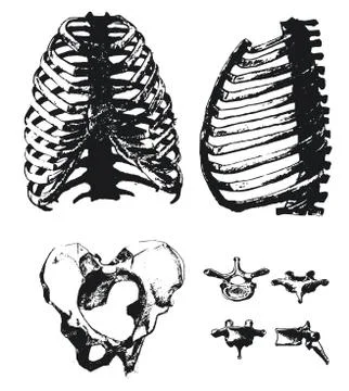 Hand drawn pelvic bone and rib Stock Illustration