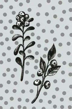 Hand drawn with pen set with bilberries. Forest berry. Eco food graphic illus Stock Illustration