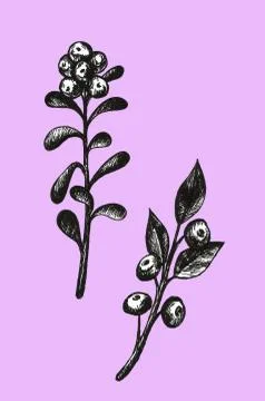 Hand drawn with pen set with bilberries. Forest berry. Eco food graphic illus Stock Illustration