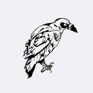 Hand-drawn pencil graphics, bird, raven, crow, rook. Engraving, stencil style Illustrazione stock