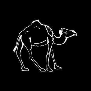 Hand-drawn pencil graphics, camel. Stock Illustration