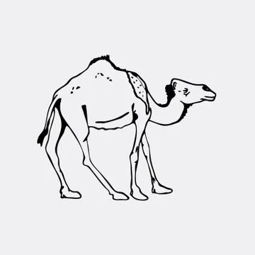 Hand-drawn pencil graphics, camel. Stock Illustration