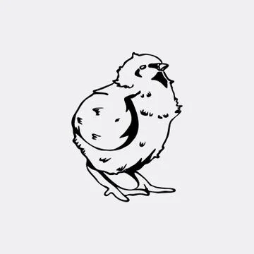 Hand-drawn pencil graphics, chicken, chick. Engraving, stencil style. Stock Illustration