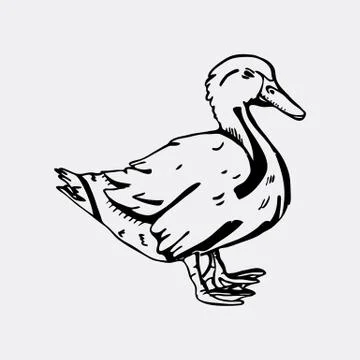 Hand-drawn pencil graphics, duck. Engraving, stencil style. Stock Illustration