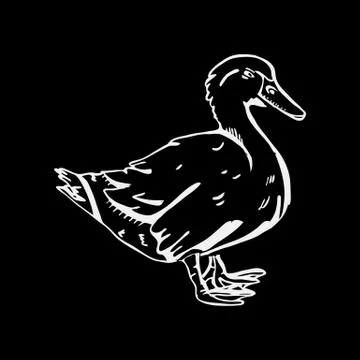Hand-drawn pencil graphics, duck. Engraving, stencil style. Stock Illustration