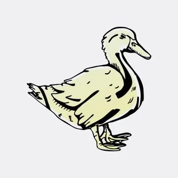 Hand-drawn pencil graphics, duck. Engraving, stencil style. Stock Illustration
