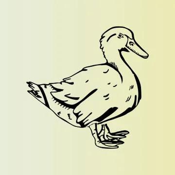 Hand-drawn pencil graphics, duck. Engraving, stencil style. Stock Illustration