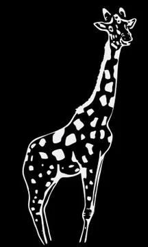 Hand-drawn pencil graphics, giraffe. Stock Illustration