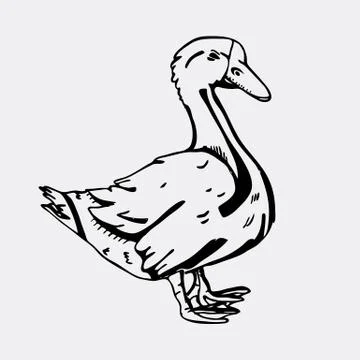 Hand-drawn pencil graphics, goose. Engraving, stencil style. Stock Illustration