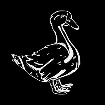 Hand-drawn pencil graphics, goose. Engraving, stencil style. Illustrazione stock