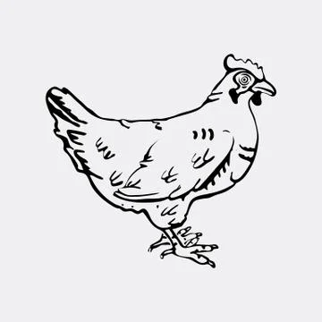 Hand-drawn pencil graphics, hen. Engraving, stencil style. Stock Illustration