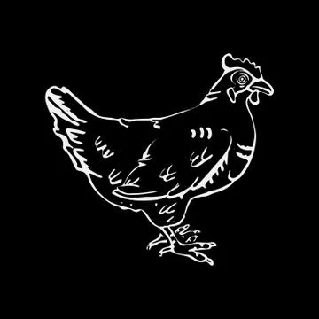 Hand-drawn pencil graphics, hen. Engraving, stencil style. Stock Illustration