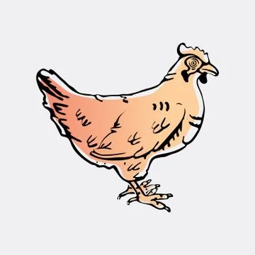 Hand-drawn pencil graphics, hen. Engraving, stencil style. Stock Illustration