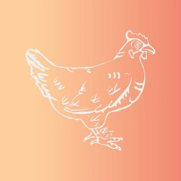 Hand-drawn pencil graphics, hen. Engraving, stencil style. Stock Illustration