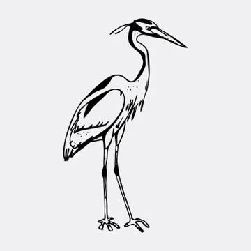Hand-drawn pencil graphics, heron. Engraving, stencil style. Stock Illustration