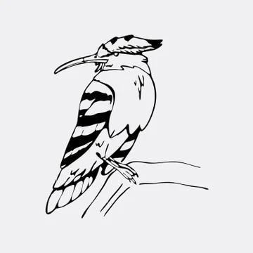 Hand-drawn pencil graphics, hoopoe, hornbill bird. Engraving, stencil style. Stock Illustration