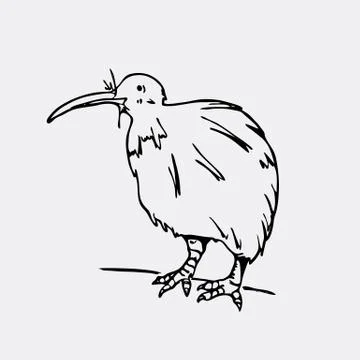 Hand-drawn pencil graphics, kiwi bird. Engraving, stencil style. Black and wh Illustrazione stock