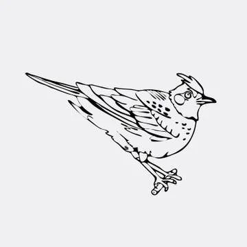 Hand-drawn pencil graphics, lark, oriole, chickadee, sparrow, blackbird Stock Illustration