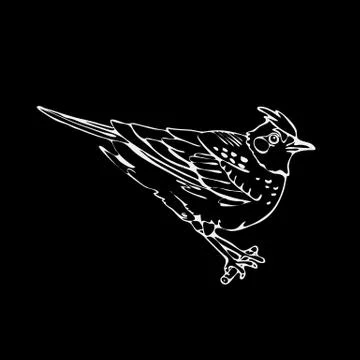 Hand-drawn pencil graphics, lark, sparrow, nightingale blackbird Stock Illustration