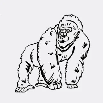 Hand-drawn pencil graphics, monkey, gorilla. Stock Illustration