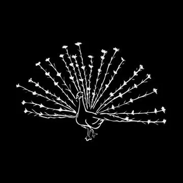 Hand-drawn pencil graphics, peacock bird. Engraving, stencil style. Stock Illustration
