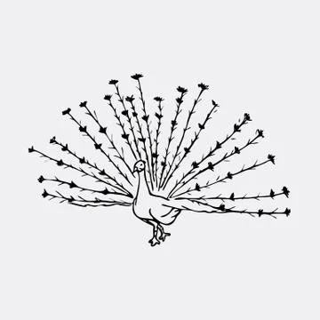 Hand-drawn pencil graphics, peacock bird. Engraving, stencil style. Stock Illustration