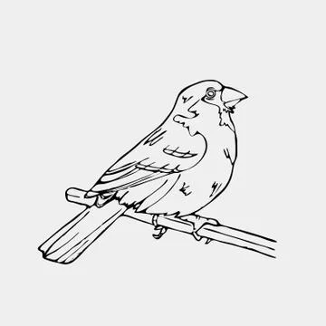 Hand-drawn pencil graphics, small bird. Engraving, stencil style. Stock Illustration