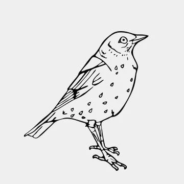 Hand-drawn pencil graphics, small bird. Engraving, stencil style. Illustrazione stock