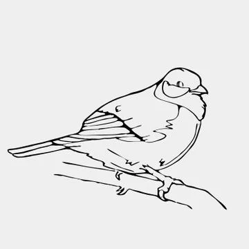 Hand-drawn pencil graphics, small bird. Engraving, stencil style. Stock Illustration