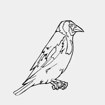 Hand-drawn pencil graphics, small bird. Engraving, stencil style. Stock Illustration