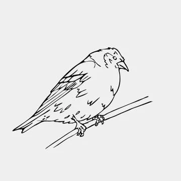 Hand-drawn pencil graphics, small bird. Engraving, stencil style. Stock Illustration