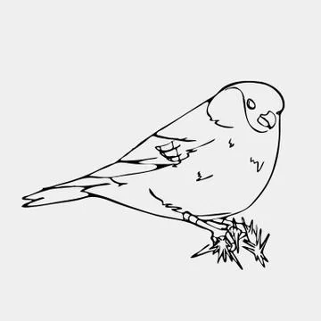 Hand-drawn pencil graphics, small bird. Engraving, stencil style. Stock Illustration