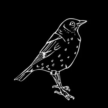 Hand-drawn pencil graphics, small bird. Engraving, stencil style. Stock Illustration