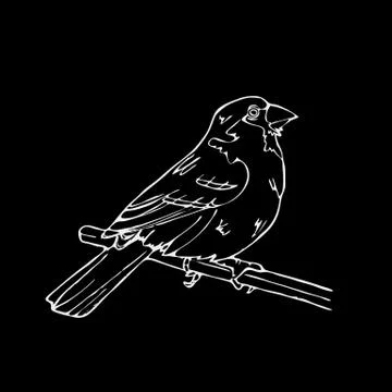 Hand-drawn pencil graphics, small bird. Engraving, stencil style. Stock Illustration