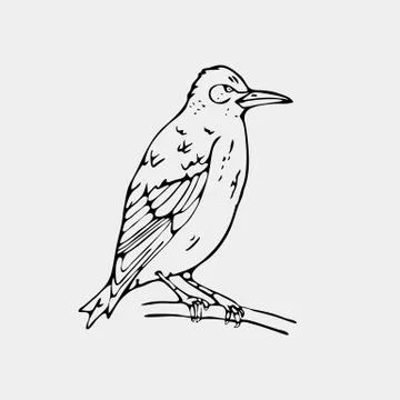 Hand-drawn pencil graphics, small bird, starling, woodpecker, oriole Stock Illustration