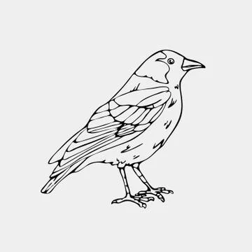 Hand-drawn pencil graphics, small bird Stock Illustration