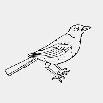 Hand-drawn pencil graphics, small bird Stock Illustration