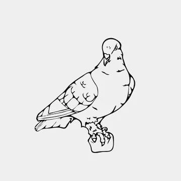 Hand-drawn pencil graphics, small bird, dove, pigeon Stock Illustration
