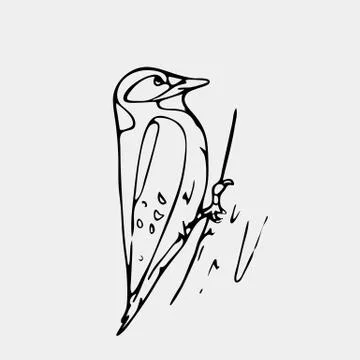 Hand-drawn pencil graphics, small bird, starling, woodpecker Stock Illustration