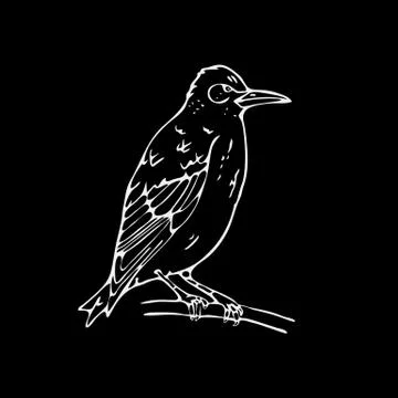 Hand-drawn pencil graphics, small bird, starling, woodpecker, oriole Stock Illustration