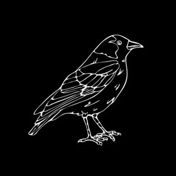 Hand-drawn pencil graphics, small bird Stock Illustration