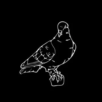 Hand-drawn pencil graphics, small bird, dove, pigeon Stock Illustration