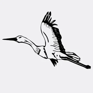 Hand-drawn pencil graphics, stork, swan. Engraving, stencil style. Stock Illustration